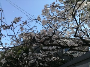 20170403桜